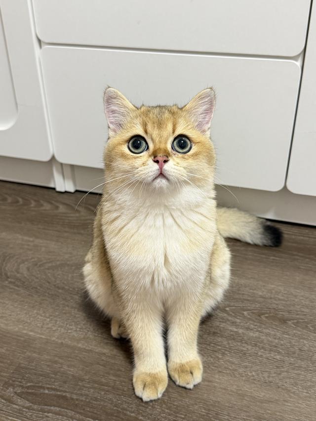 หนุ่มน้อยบริติช 5เดือน