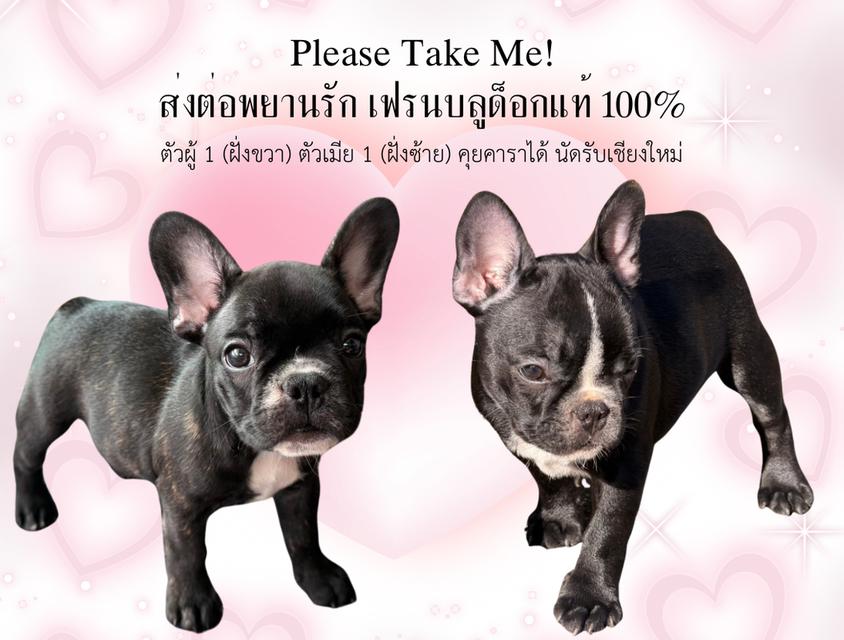 พยานรัก เฟรนบลูด็อกแท้ 100%