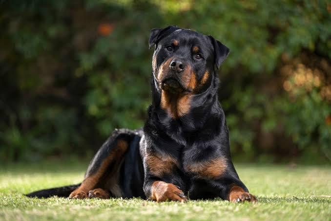 ร็อตไวเลอร์ (Rottweiler) 3