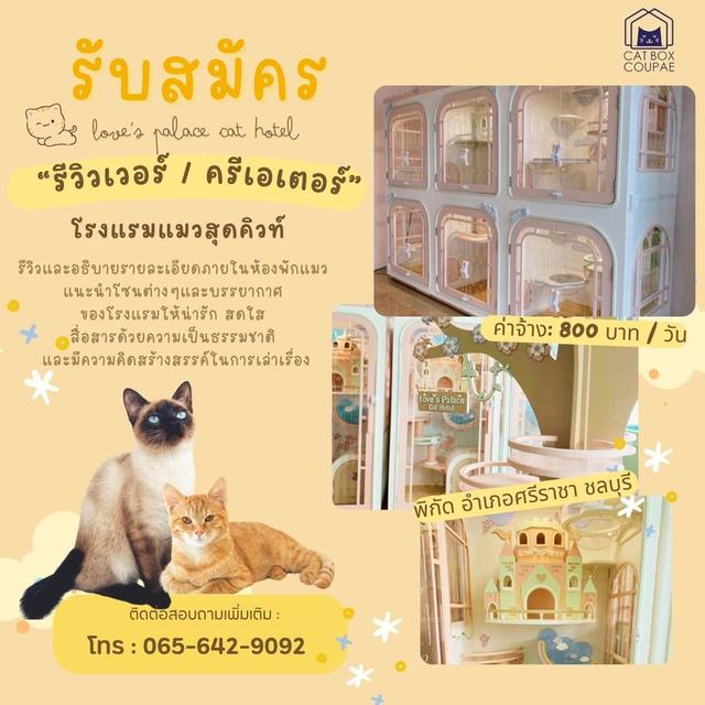 รับสมัคร “รีวิวเวอร์ / ครีเอเตอร์” โรงแรมแมวสุดคิวท์ 