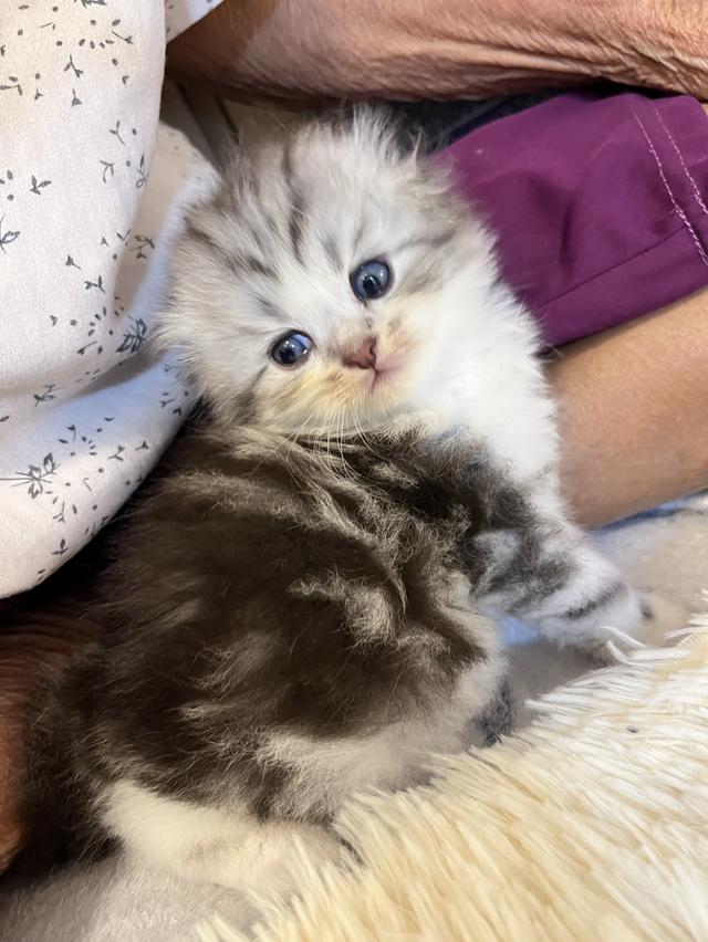 แมวสก๊อตติชแท้ 100 เปอเซ็น รูปที่ 2