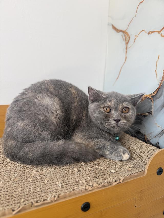 ลูกแมวบริติชช็อตแฮร์ รูปที่ 4