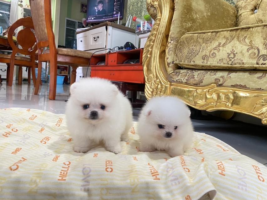 ปอมเมอเรเนียนแท้