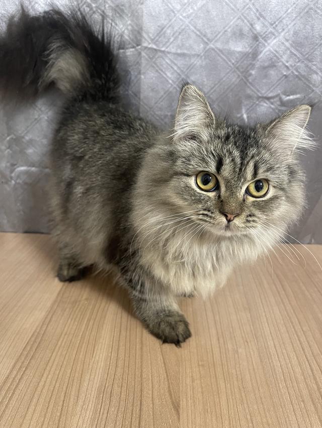 น้องแมวพันธุ์ หิมาลายันผสมชินชิล่า เพศชาย พร้อมฉีดยา