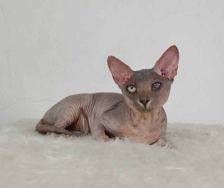 22.แมวสฟิงซ์/เพศผู้ หาบ้าน Sphynx Cat/Male looking for a new home 7