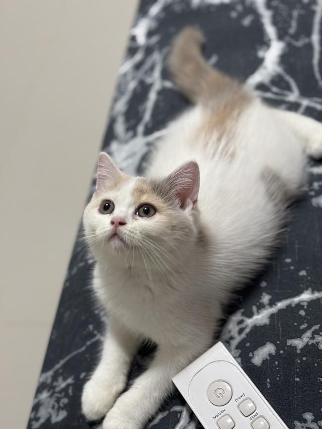 แมว British shorthair  4