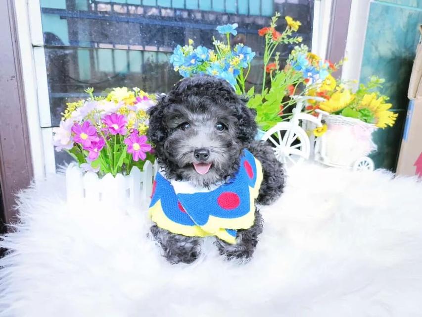 Toy Poodle puppies  WhatsApp me : ( +63 985 762 7466 ) 2