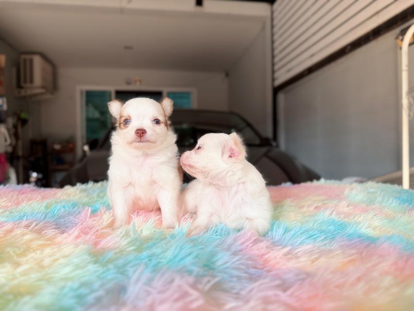 ชิวาวาผสมปอม เพศผู้ พร้อมย้ายบ้าน พิกัดรามอินทรา