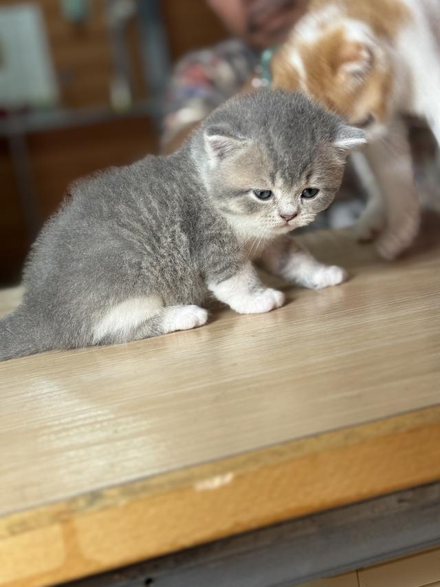 ลูกแมวสก๊อตติชโฟลด์ พร้อมย้ายบ้านวันที่ 30/03/2569 รูปที่ 10