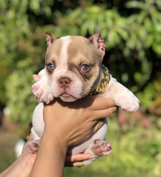 อเมริกันบูลลี่วัยสองเดือน