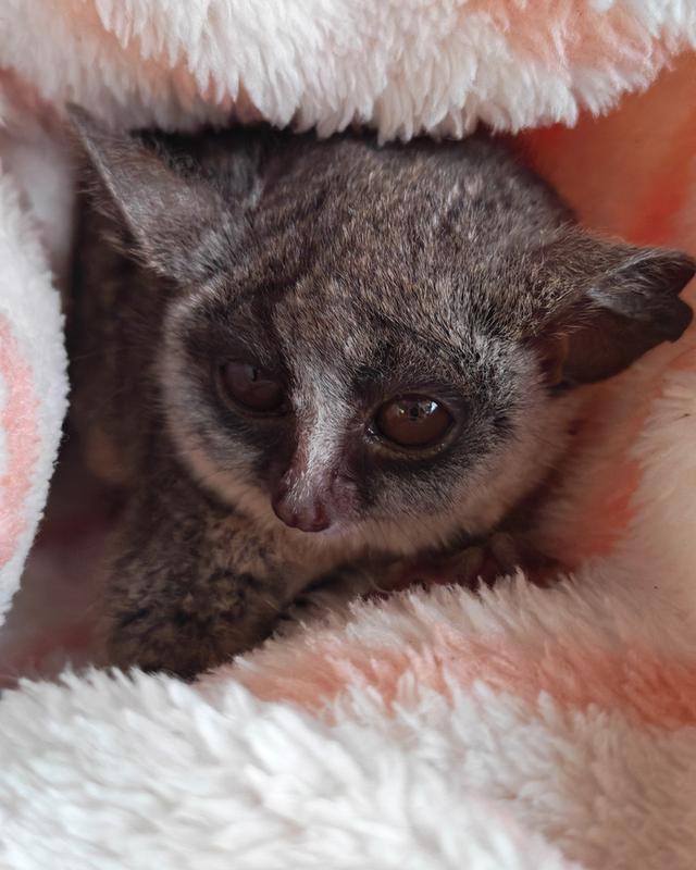 บุชเบบเพศผู้ bush baby