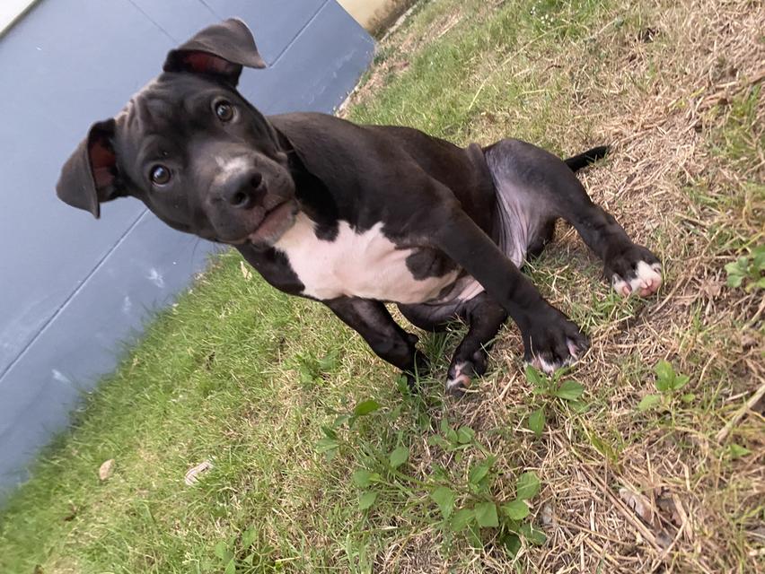 3 month old standard bully for sale