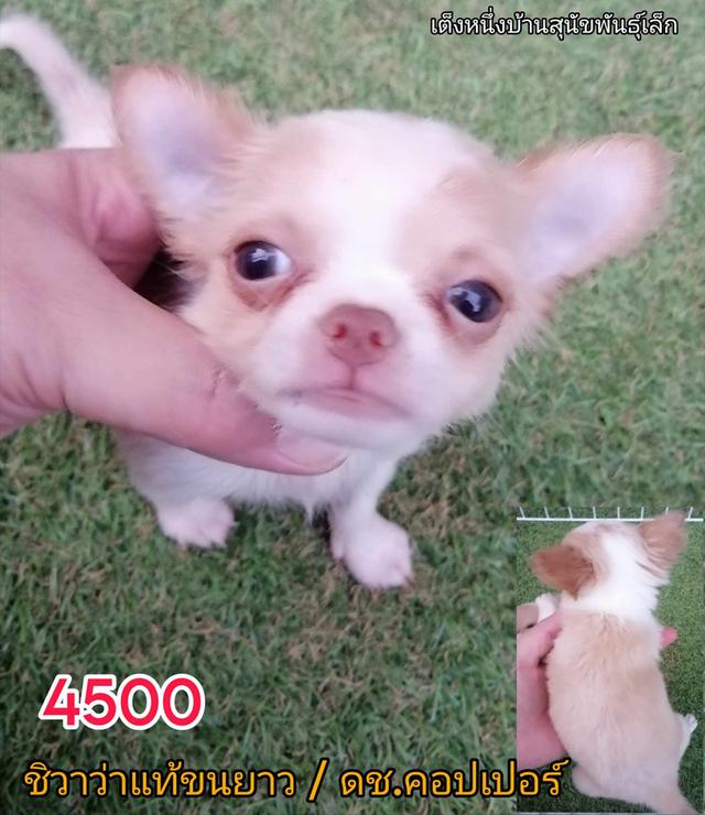 ชิสุห์ปอม ปอมชิวาว่า ชิวาว่าเเท้ขนยาว