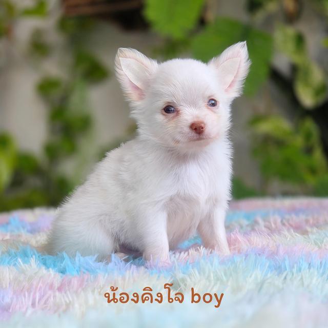 น้องคิงโจ ผู้ ชิวาวาผสมปอม