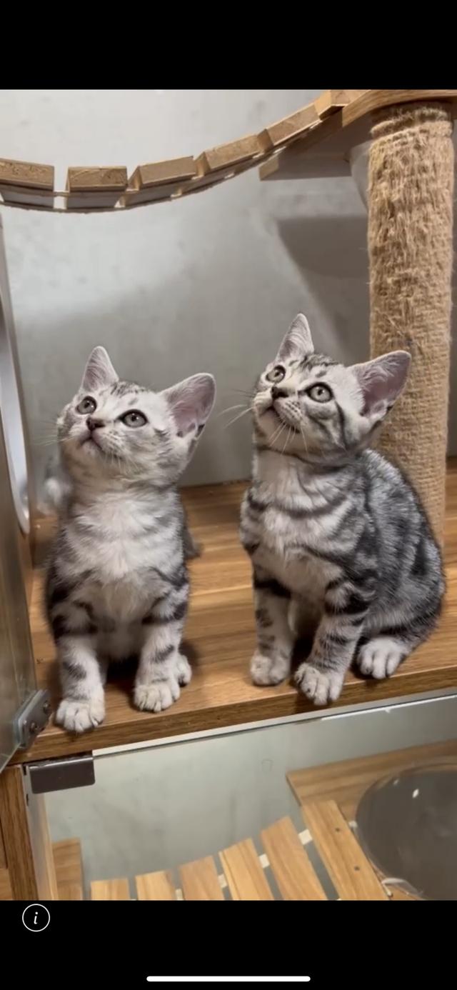 แมวอเมกันช็อตแฮร์