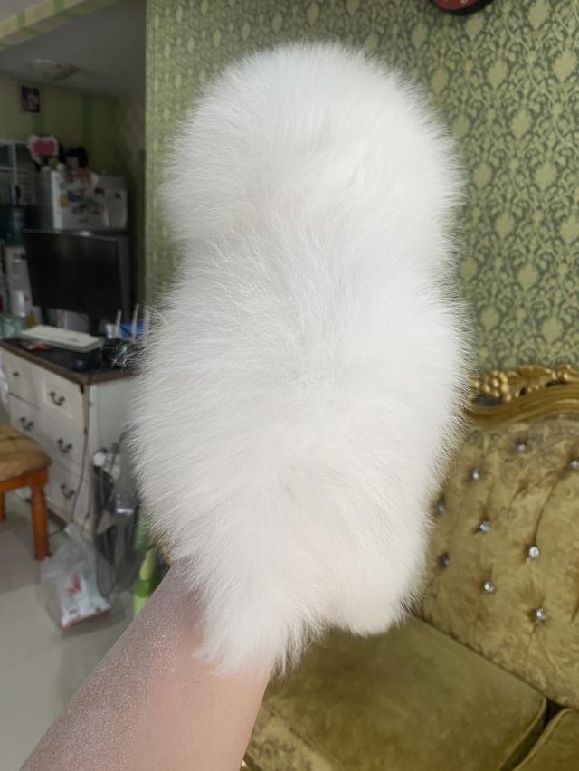 ปอมเมอเรเนียนแท้ สอบถามได้ค่ะ รูปที่ 3