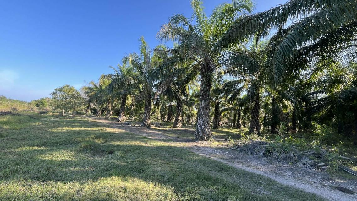 ขายที่ดินสวนปาล์มน้ำมัน 5