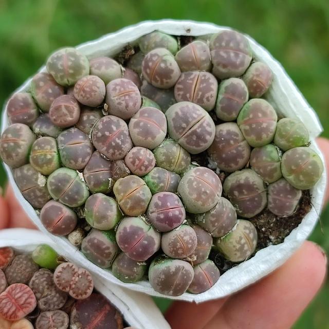 เซทกุหลาบหิน Lithops 2