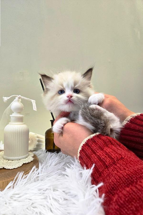Ragdoll แท้เกรดพรีเมียม นำเข้าจากเกาหลี 🇰🇷 ตาสีฟ้า ขนฟู นิสัยดี พร้อมส่งถึงไทย รูปที่ 3