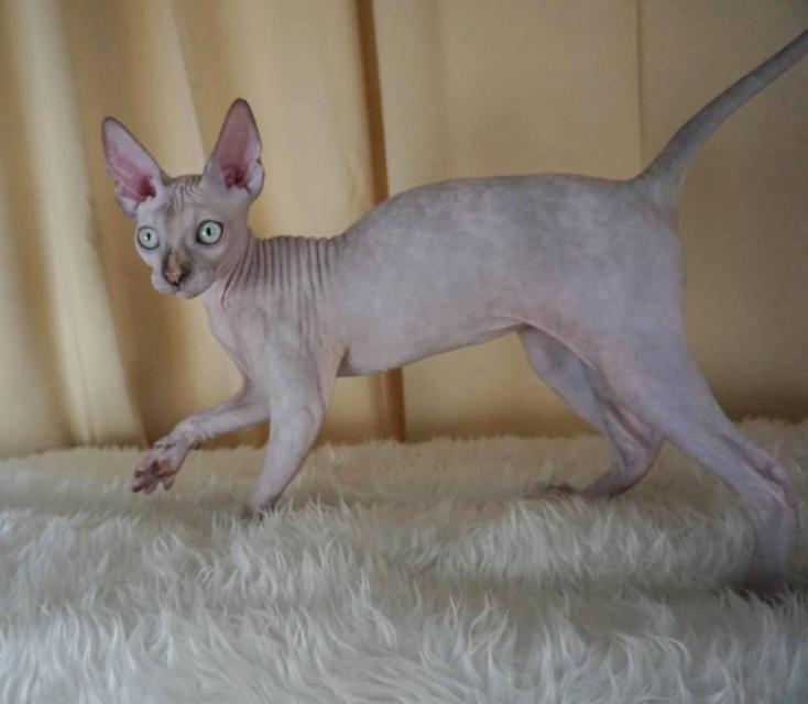 3.แมวสฟิงซ์/เพศเมีย หาบ้าน Sphynx Cat/Female looking for a new home 7