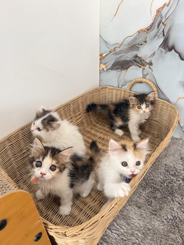 ลูกแมวพันธุ์สก๊อตติชแท้ รูปย่อยที่ 4