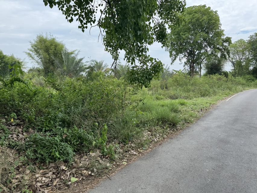 ที่ดินเปล่า สันป่าตองตำบลมะขุนหวาน 5
