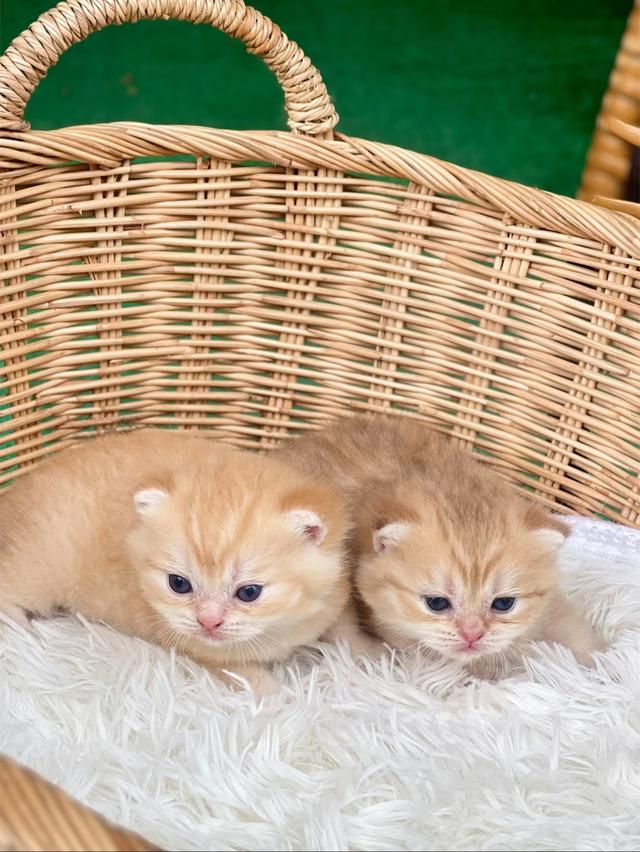 ❌ได้บ้าน ดช. ดญ.สก็อตติชโฟล 3