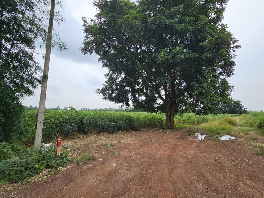 ขายที่ดินแปลงใหญ่ ทำเลดีติดหมู่บ้านจัดสรร ที่ดินจังหวัดปราจีนบุรี อำเภอศรีมหาโพธิ ตำบลท่าตูม 10