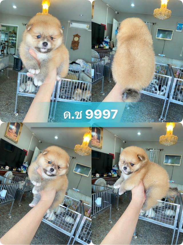 ลูกปอมปอมแท้ มีบริการจัดส่ง แถมอาหารพร้อมเลี้ยง