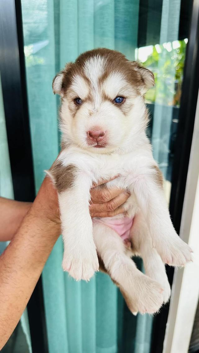 ไซบี้รีนเด็กลี่โค้ช ชาย3หญิง3 รูปย่อยที่ 4