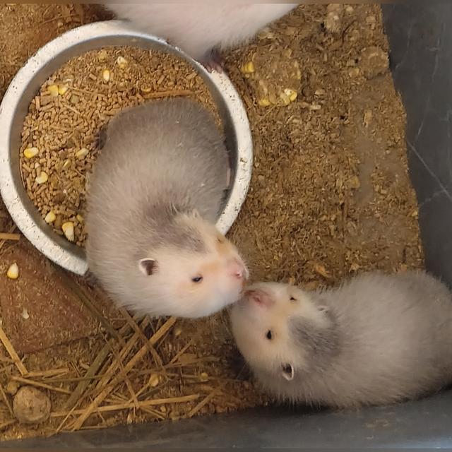 ลูกอ้นใหญ่น้ำหนัก8ขีดอายุ2เดือน