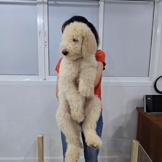 ไจแอนท์ พุดเดิ้ล (พุด เดิ้ลยักษ์) สายพันธุ์ : Standard Poodle  4