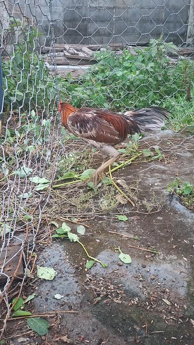 ไก่ชน อายุ7-8เดือน ลีลาดี