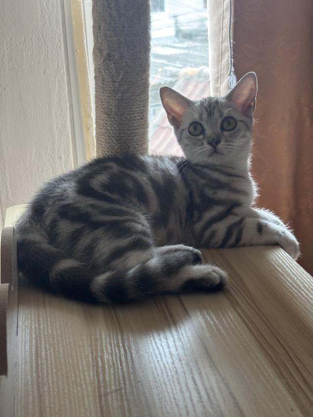 แมว อเมริกัน ช็อตแฮร์ รูปย่อยที่ 3