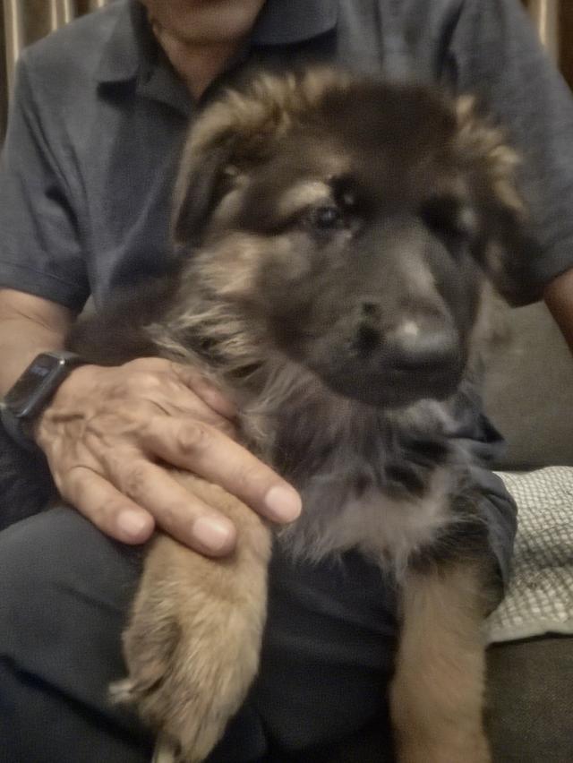 Urgent Sale German Shepherd Puppies and Parents āļĢāļđāļāļāļĩāđ 7