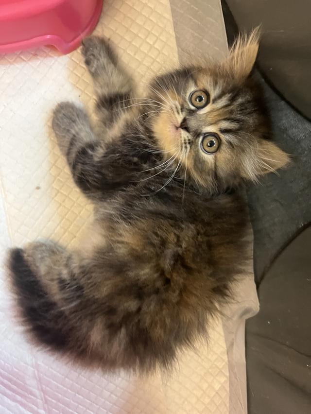 แมว เปอร์เซียแท้ ร้อยเปอร์เซ็นต์ 5