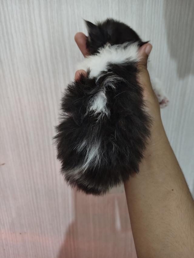 แมวเปอร์เซียแท้เพศชาย  5