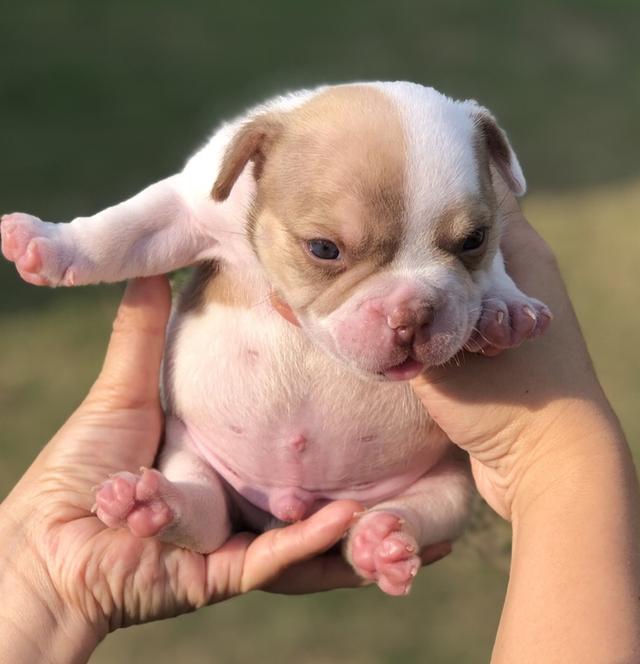 ลูกสุนัขอเมริกันบูลลี่ 6