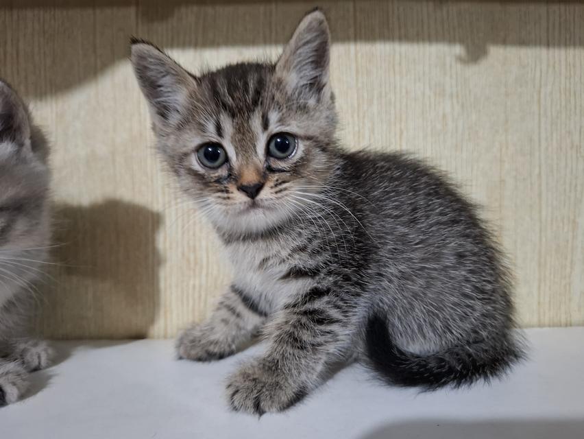 ลูกแมวเปอร์เซีย+ลูกครึ่งเปอร์เซีย รูปที่ 6