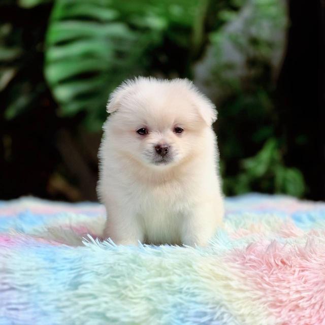 ปอมผสมชิวาวา เพศผู้ 4