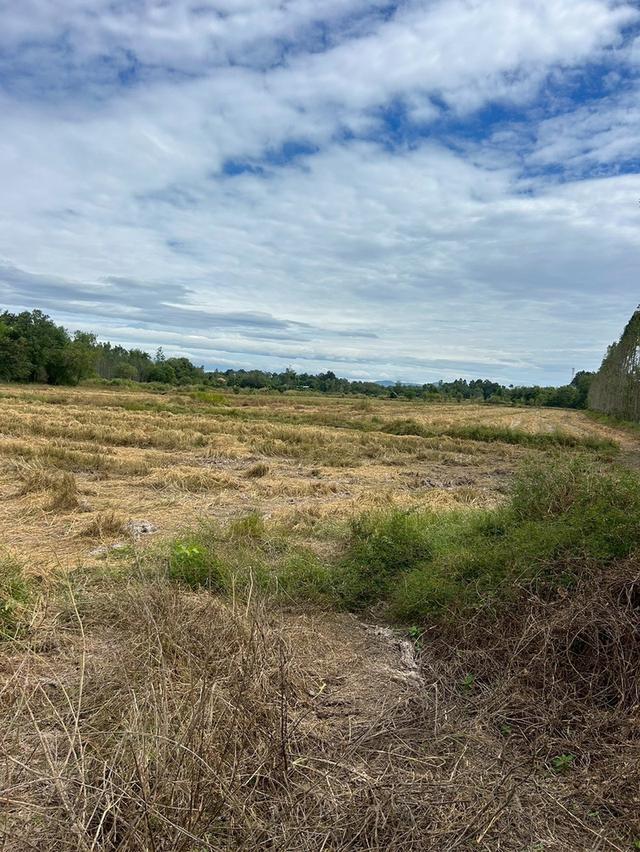 ที่ดินเปล่า 21 ไร่ 31 ตรว. ต.โพธิ์ทอง อ.ประจันตคาม จ.ปราจีนบุรี 9