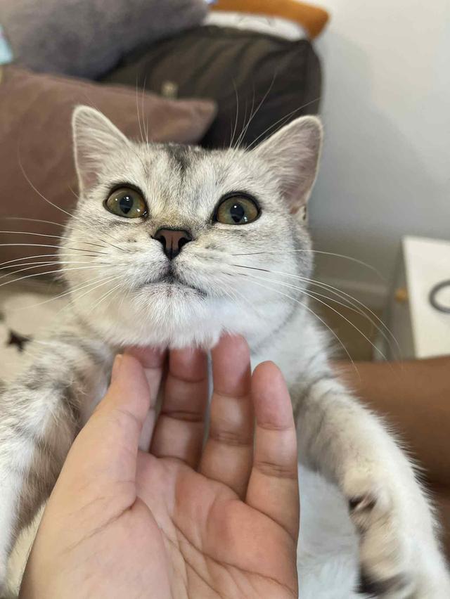 สาวสก็อต