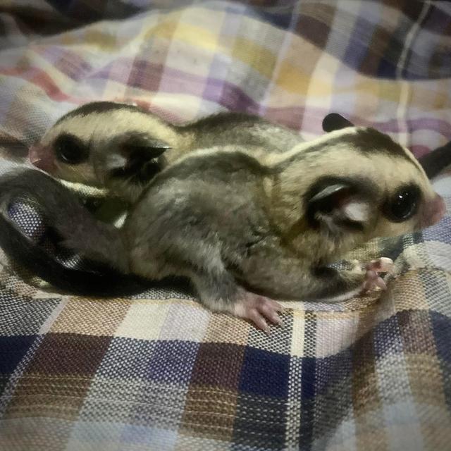 หาบ้านให้น้อง Sugar Glider พิกัดกรุงเทพ ธนบุรี