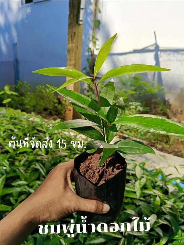 ต้นชมพู่น้ำดอกไม้ (3ต้น)