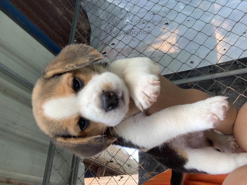 สุนัขบีเกิ้ลเพศผู้1 เพศเมีย1