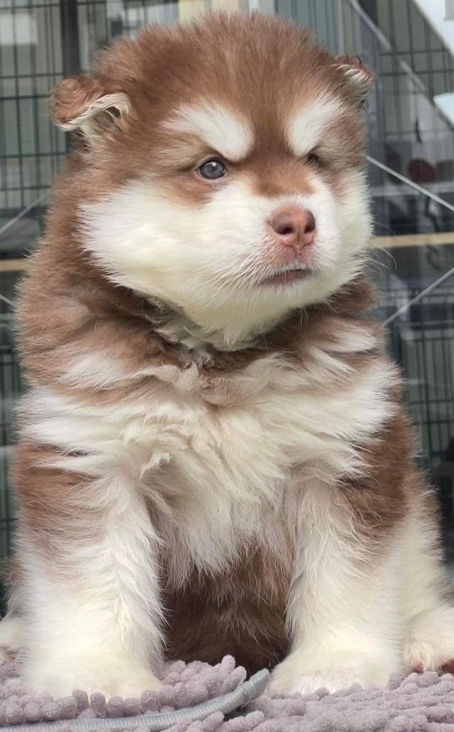 Alaskan Malamute แท้ 2