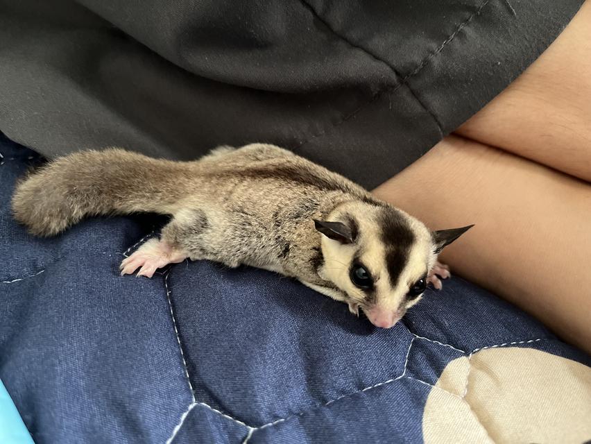 ส่งต่อ น้องชูก้าร์ ไรเดอร์