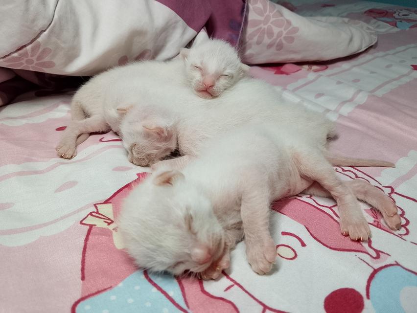 ลูกแมวขาวมณี 7