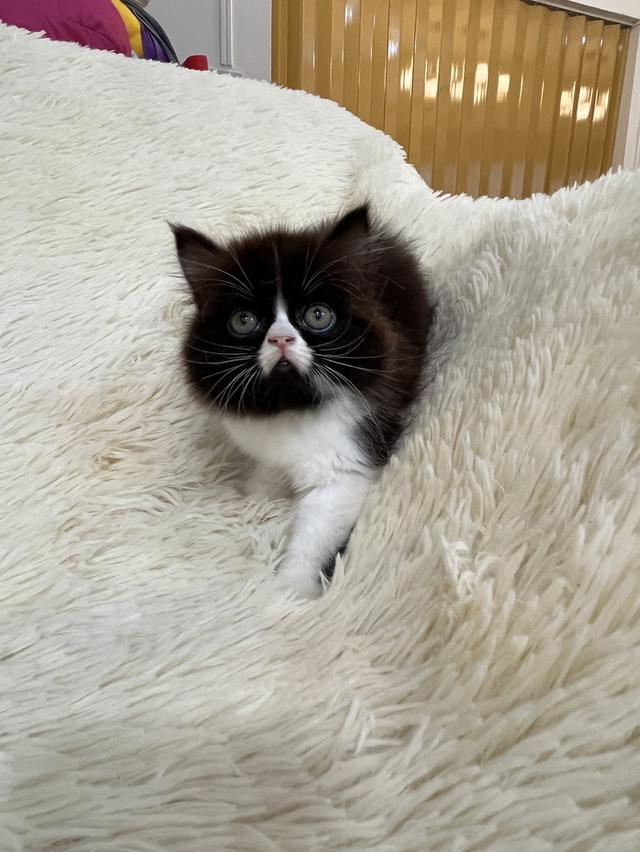 แมวเปอเซีย ดำขาว 🔥🔥🙂🙏 รูปที่ 10