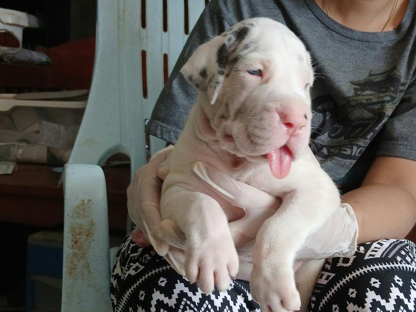 เกรทเดนสวยๆ สายยโรปร้อย Great dane for sale รูปย่อยที่ 2